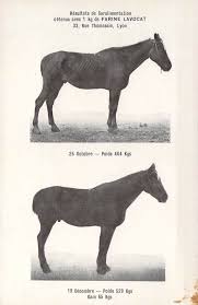 french horse before after weight gain