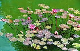 Bunga teratai mempunyai beberapa nama, diantaranya padma, seroia, terate, tarate, dan… Kolam Teratai Teratai Bunga Merah Muda Air Daun Bunga Daun Teratai Wallpaper Hd Wallpaperbetter