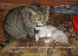 Папа кот с котенком (фото)