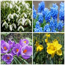 get spring blooming bulbs in before winter