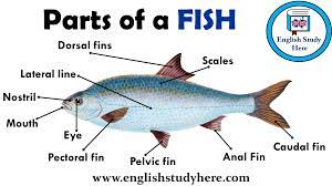 parts of a fish voary english