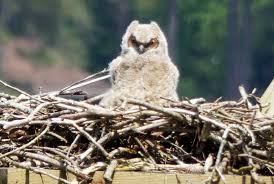 Great Horned Owl Virginia Dwr