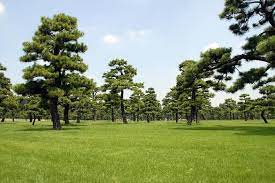 Japanese Black Pine Trees Kokyo Gaien