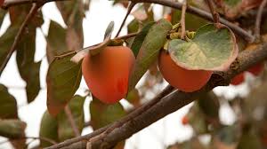 All About Growing Persimmons Organic Gardening Blog