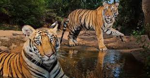 जंगली जीवों का स्वर्ग: भारत के 13 राष्‍ट्रीय उद्यान और अभयारण्य