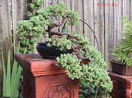 worleys bonsai specific