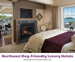 the best luxury pet friendly hotels in