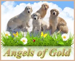 Golden retriever puppies are intelligent. Angels Of Gold Golden Retriever Breeders Golden Retrievers Golden Retriever Puppies Saginaw Minnesota