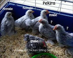 Blog Adelaide Chicken Sitting Service
