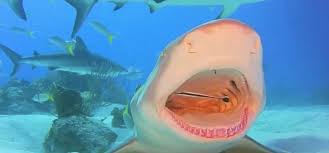 This species of shark often occupies the subtropical shallow waters of coral reefs, mangroves, enclosed bays, and river mouths; Say Ah Shark Lets Tiny Fish Clean Its Teeth Sharks Earth Touch News