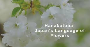 Flower flowers death meaning lilly easter sympathy lily birth lilies represent funeral story symbolism meanings loved does flowermeaning oils organixx. The Secrets Of Hanakotoba Japan S Language Of Flowers Language Department Blog