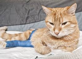If yes, will this be a safety issue? Cat Broken Bones Broken Bones In Cats Petmd