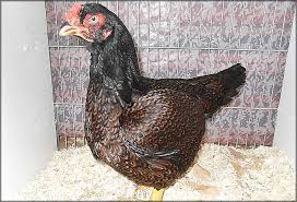 The Poultry Guide Hard Feather Chicken Breeds