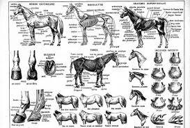 Antique French Horses Anatomy Illustration Digital Download Learning Board