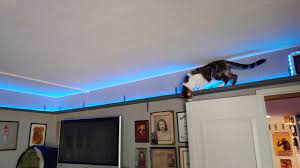 cat uses catwalk highway from room to