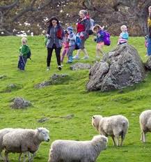Image result for cornwall park sheep