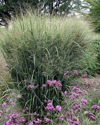 8 Stunning Ornamental Grasses