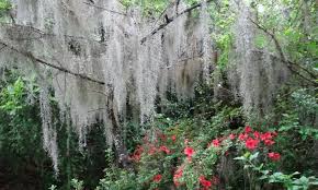 Spanish Moss Growing This Epiphyte