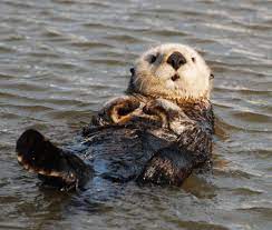 free sea otter wallpapers