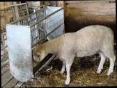 Schafe aus Österreich kaufen und verkaufen - Landwirt.com