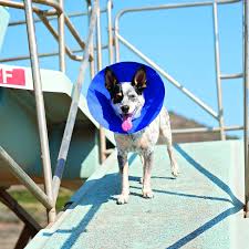Dog Cone When To Use One And Which One To Choose