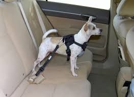 Dog Safety Belt Harness V1 Lenze Com Tr