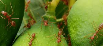 carpenter ants vs fire ants which is