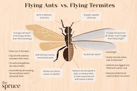 termites vs ants how to tell the