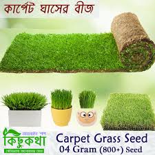 carpet gr seed 4gm 800 seed
