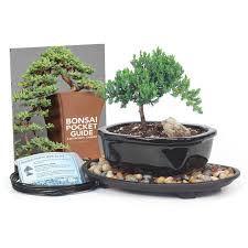 bonsai tree gift sets bonsai starter