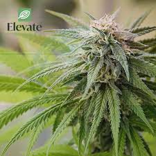 To qualify for a medical card, your weekly income must be below a certain figure for your family size. States With Medical Marijuana Reciprocity Elevate Holistics