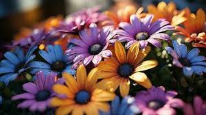 pretty flowers stock photos images and