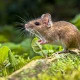 ¿Que le hace el cloro a las ratas?