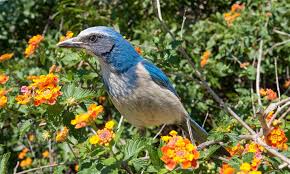 California Native Plants Are For The Birds
