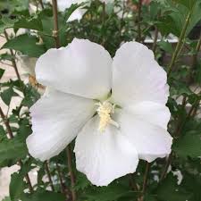 Its uncommon form allows you to use this plant in. White Pillar Rose Of Sharon Plants For Sale Free Shipping