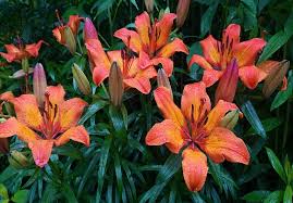 lilies care planting pruning