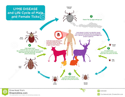 Life Cycle Of Tick Bug And Lyme Disease Concept Stock Vector