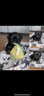 Shih tzu puppies are here!!! Shih Tzu Puppies For Sale Reading Ma 322120 Petzlover
