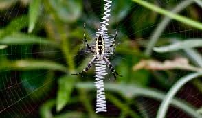 black and yellow garden spiders