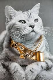 Image result for cats wearing gold jewelry