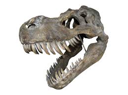 Tyrannosaurus Rex Dinosaur Skull Large