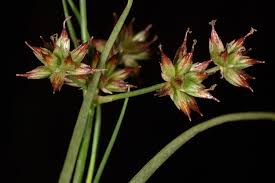 Juncus fontanesii J.Gay ex Laharpe | Plants of the World Online ...