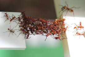 army ants act like algorithms to make