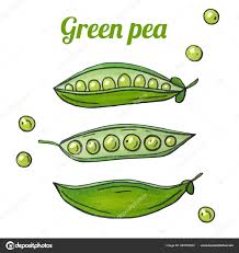 fresh hand drawn green pea drawing