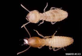 subterranean termites daff