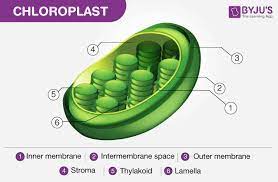 photosynthesis definition process