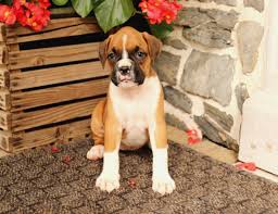 We do not believe in kenneling, therefore our dogs have the freedom to romp and stomp, as well as the use of our sofas for cuddle time and closeness. Boxer Puppies Under 100 Dollars For Sale United States 1