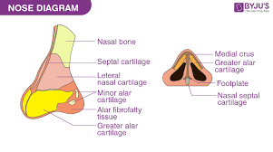 nose labelled diagram and description