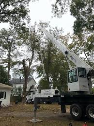 Maybe you would like to learn more about one of these? Certified Arborists Mike S Tree Service