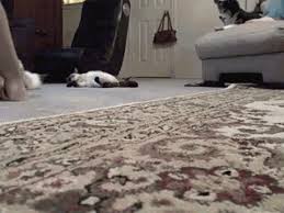 new trending gif ged cat lazy zoom